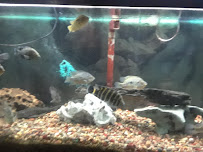 Something Fishy - Photo 4 - Car repair in Westland, MI, Detroit