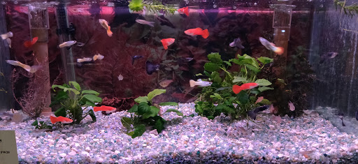 Pet Store «Animal House Pets, LLC», reviews and photos, 3101 Richmond Rd # 201, Lexington, KY 40509, USA