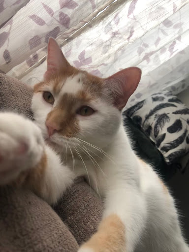 Pet Supply Store «PetSmart», reviews and photos, 213 Daniel Webster Hwy, Nashua, NH 03060, USA