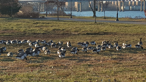 Park «Little Bay Park», reviews and photos, Cross Island Pkwy, Whitestone, NY 11357, USA