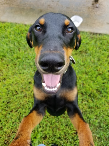 Pet Store «Pet Valu», reviews and photos, 1301 W Skippack Pike, Blue Bell, PA 19422, USA