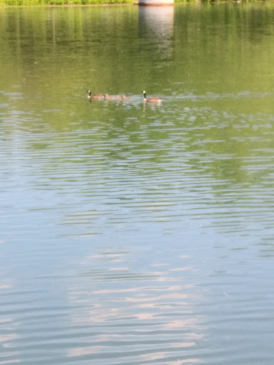 National Park «Kenilworth Park», reviews and photos, 1505 Ancostia Ave NE, Washington, DC 20019, USA