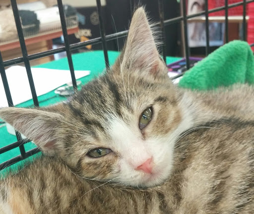 Pet Supply Store «Pet Supermarket», reviews and photos, 5000 Clyde Morris Blvd, Port Orange, FL 32127, USA