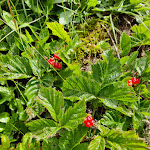 Photo n°2 de l'avis de MaxRecensioni. fait le 06/08/2021 à 09:36 sur le  Sporthotel Kalcherhof à Ratschings