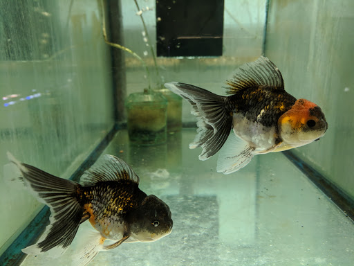 Pet Store «Forest Lake Pets», reviews and photos, 120 Lake St N, Forest Lake, MN 55025, USA