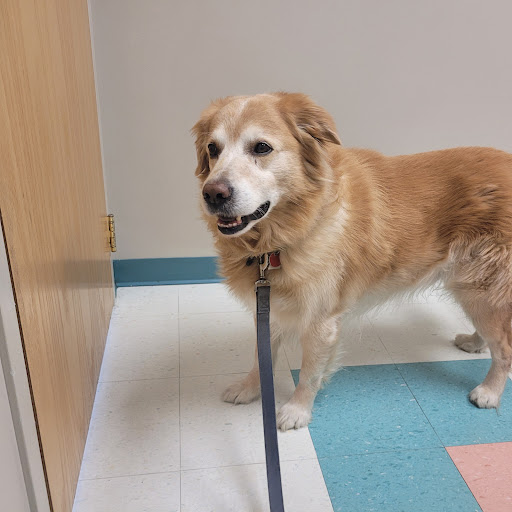 Amherstview Pet Hospital image