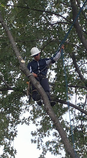 Arborist Care Tree Service