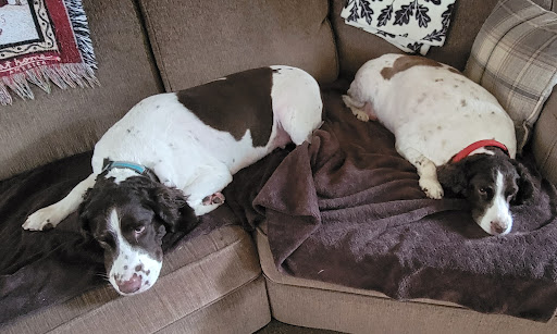 Classy Coats & Tails