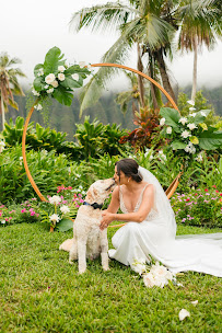 Waikiki Wags LLC - Photo 3 - Car repair in Honolulu, HI, Honolulu