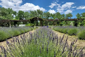 Purple Adobe Lavender Farm image