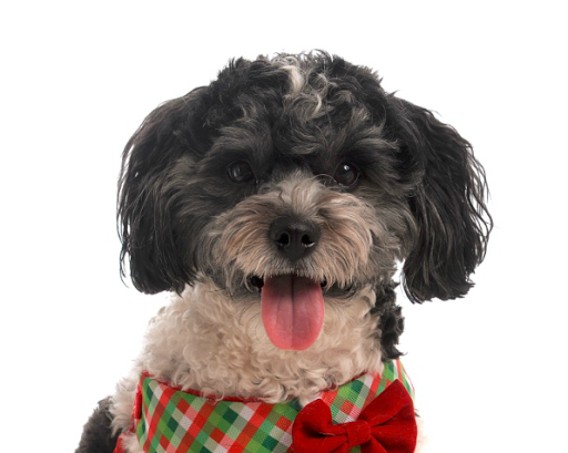 Dog Trainer «Calling All Dogs», reviews and photos, 6088 S Highland Dr, Holladay, UT 84121, USA