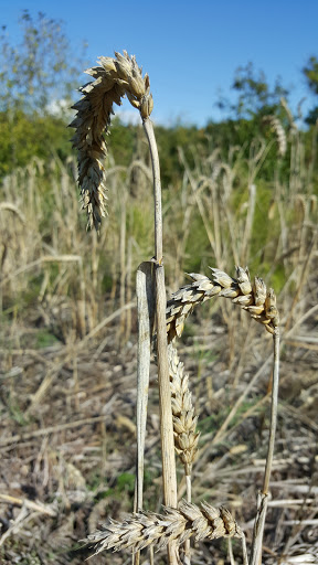 Park «Orchard Park», reviews and photos, 20900 NW Amberwood Dr, Hillsboro, OR 97124, USA