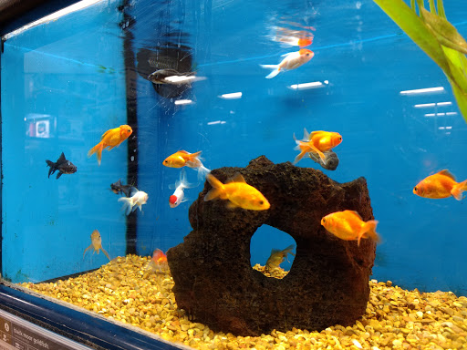 Pet Supply Store «Petco Animal Supplies», reviews and photos, 1341 W Covell Blvd b, Davis, CA 95616, USA