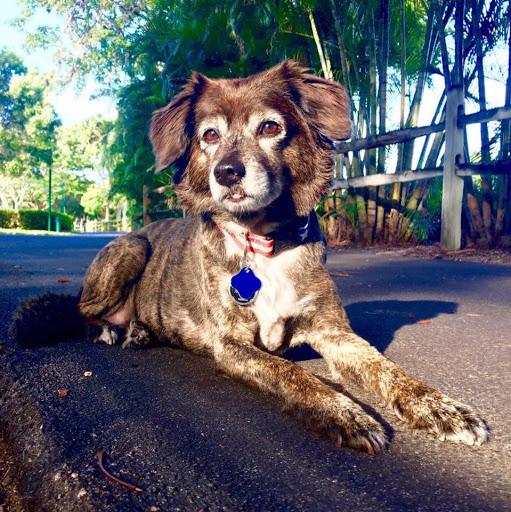 Summers Animal Hospital image