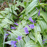 Photo n°29 de l'avis de Kim.o fait le 08/09/2019 à 10:04 sur le  Il mio rifugio à Spoccia