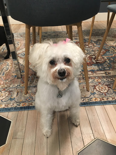 Pet Store «Happy, Clean and Smart», reviews and photos, 5700 W Kilgore Ave, Muncie, IN 47304, USA