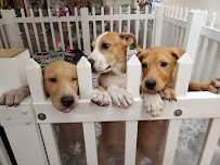 Lambs Farm's Dogwood Garden & Pet Center - Photo 4 - Car repair in Libertyville, IL, Round Lake Beach