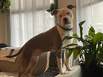 WiggleWalkers - Photo 8 - Car repair in Providence, RI, Providence