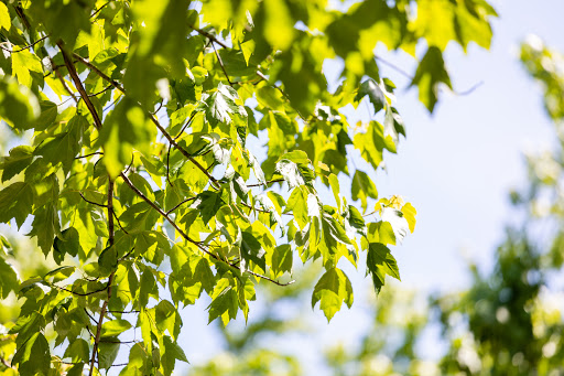 South Valley Tree