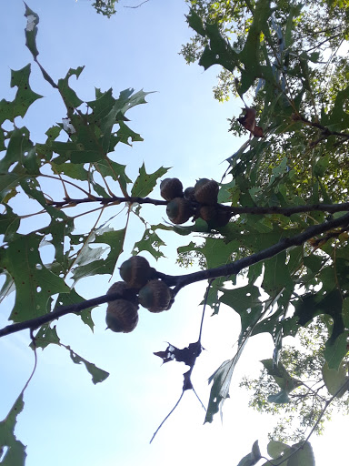 Nature Preserve «The Nature Trail and Cranberry Bog», reviews and photos, 252 Patriot Pl, Foxborough, MA 02035, USA