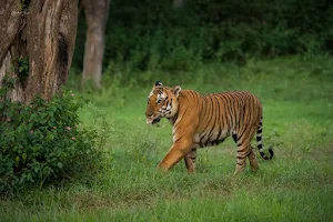 Bandipur National Park image