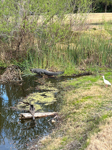 Golf Course «Tampa Palms Golf & Country Club», reviews and photos, 5811 Tampa Palms Blvd, Tampa, FL 33647, USA
