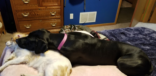 Pet Supply Store «PetSmart», reviews and photos, 1425 7th St E, Monticello, MN 55362, USA