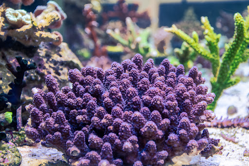 Tropical Fish Store «Greenwich Aquaria», reviews and photos, 1064 E Putnam Ave, Riverside, CT 06878, USA