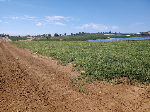 Pick your own farm produce Oceanside