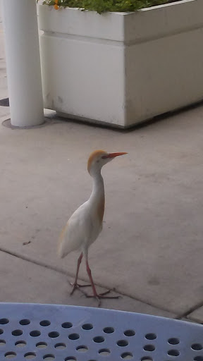 Gas Station «Wawa», reviews and photos, 12701 S Cleveland Ave, Fort Myers, FL 33907, USA