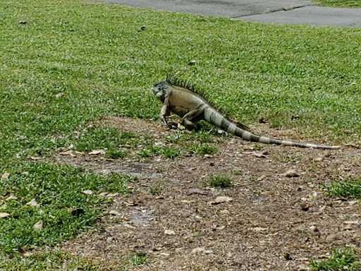 Public Golf Course «Hollywood Beach Golf Resort», reviews and photos, 1600 Johnson St, Hollywood, FL 33020, USA