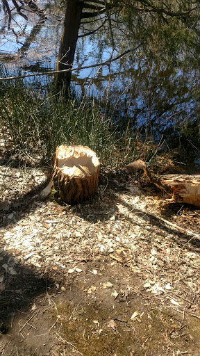 Disc Golf Course «Hudson Mills Disc Golf Course», reviews and photos, 8801 N Territorial Road, Dexter, MI 48130, USA