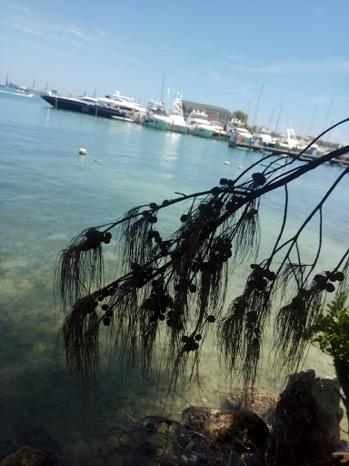 Park «Historic Virginia Key Beach Park», reviews and photos, 4020 Virginia Beach Dr, Miami, FL 33149, USA