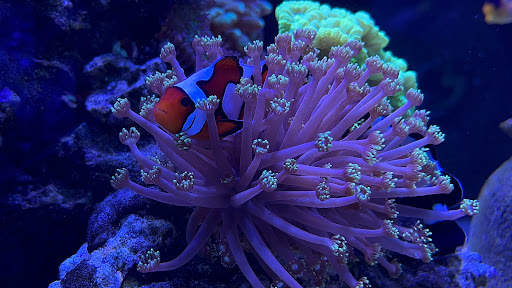 Pet Supply Store «Reef Plus», reviews and photos, 935 Oak St, North Aurora, IL 60542, USA