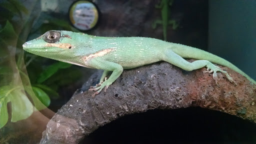 Pet Supply Store «Petco Animal Supplies», reviews and photos, 1049 S Willow St, Manchester, NH 03103, USA