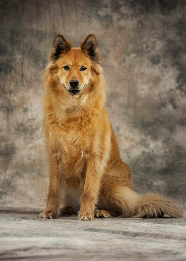 Pet Groomer «The Pet Station Salon and Boutique», reviews and photos, 9410 Norton Commons Blvd, Prospect, KY 40059, USA