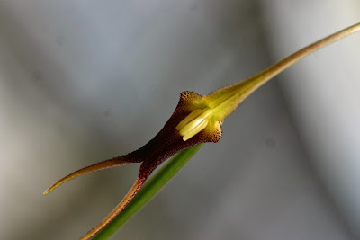 Ryanne Orchidée à Bavay