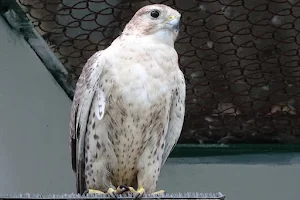 Falcon nursery "Sunkar" image