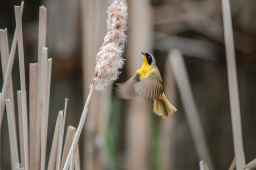 Nature Preserve «Oakhurst Forest Preserve», reviews and photos, 1680 5th Ave, Aurora, IL 60504, USA