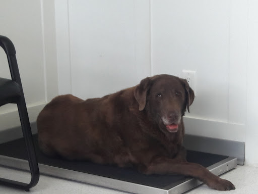 Sunshine Hills Veterinary Ltd image