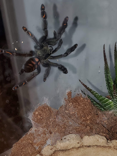 Pet Supply Store «Petco Animal Supplies», reviews and photos, 2204 Harlem Ave, North Riverside, IL 60546, USA