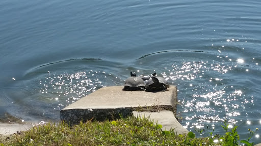 Golf Course «Largo Golf Course», reviews and photos, 12500 Vonn Rd, Largo, FL 33774, USA