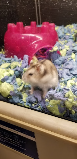 Pet Supply Store «PetSmart», reviews and photos, 2865 Oak Valley Dr, Ann Arbor, MI 48103, USA