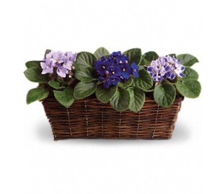 Florist «Colorado Springs Florist», reviews and photos, 125 E Boulder St, Colorado Springs, CO 80903, USA