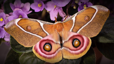 L'Insecterie à Fonsorbes