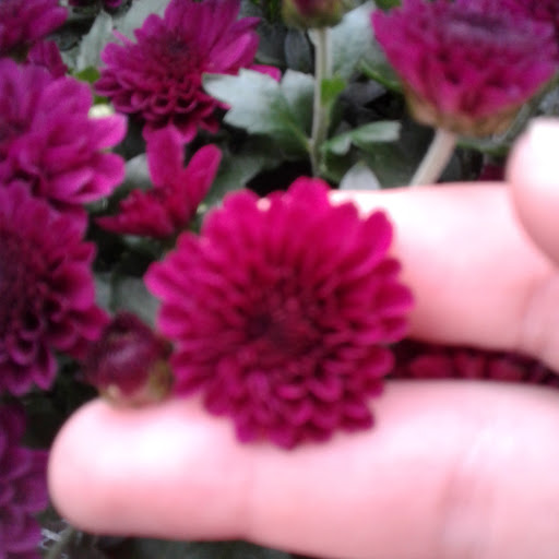 Home Improvement Store «The Home Depot», reviews and photos, 5410 Perkiomen Ave, Reading, PA 19606, USA