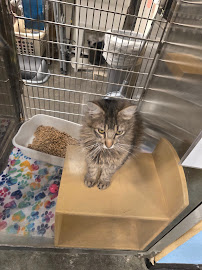 PetSmart - Photo 8 - Car repair in Plano, TX, Plano