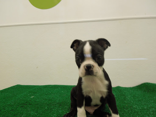 Pet Store «Pet Luv Pet Center», reviews and photos, 8057 S Cicero Ave, Chicago, IL 60652, USA