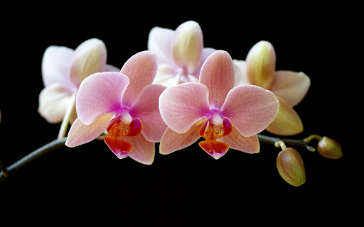 Thai Orchid Restaurant Of Murrieta image