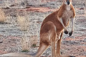 The Kangaroo Sanctuary image